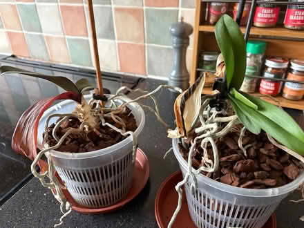 Photo of free Orchids in need of loving home! (Oswestry SY11) #2