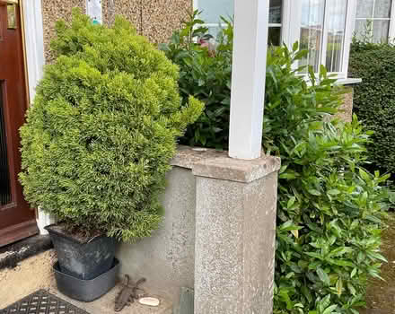 Photo of free Conifer pot grown. M/head River Area. (Maidenhead SL6) #1