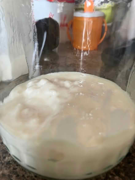 Photo of free Kefir grains (Seaford BN25) #1