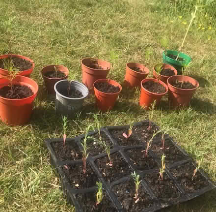 Photo of free Flower seedlings (Woodlands Av., Sidcup DA15) #2