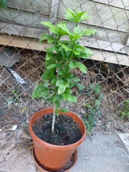 Photo of free Hibiscus Plants (North Tonbridge.) #1