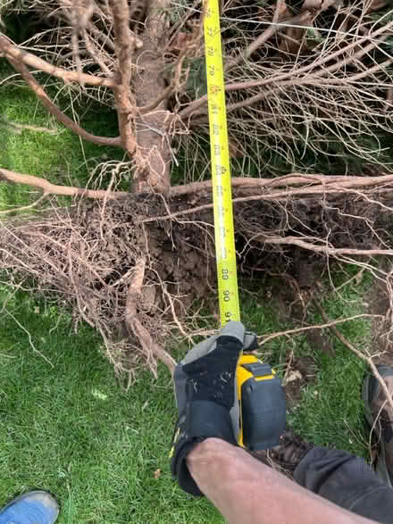 Photo of free Pine Tree (West Hempstead, NY) #3