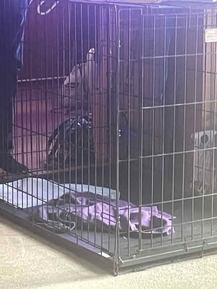 Photo of free large dog cage (Carol stream) #3