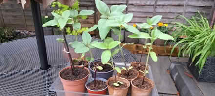 Photo of free Sunflower plants (Dorridge B93) #2