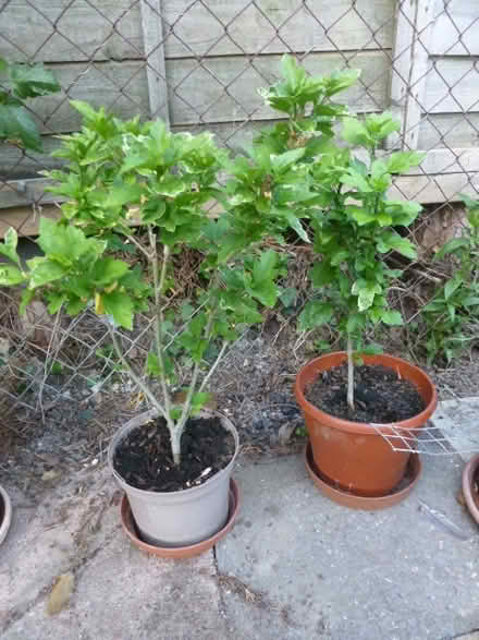 Photo of free Hibiscus Plants (North Tonbridge.) #2