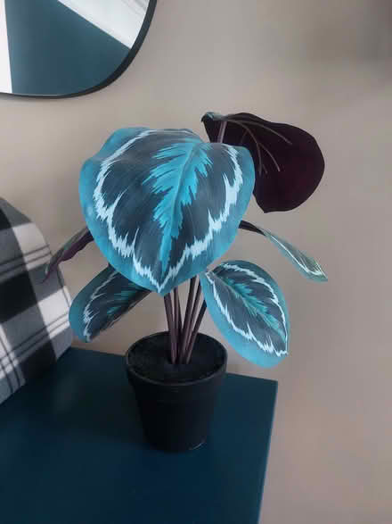 Photo of free Fake calathea plant from M&S (Southsea PO4) #1