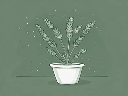 Photo of Lavender plants (Abbey Wood DA17) #1