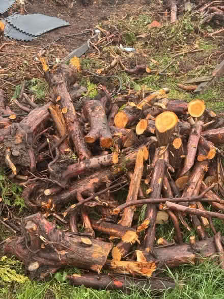 Photo of free Wood logs (DE231HG) #2