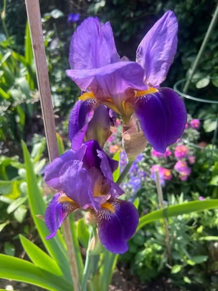 Photo of free Iris (Whitehawk BN2) #1
