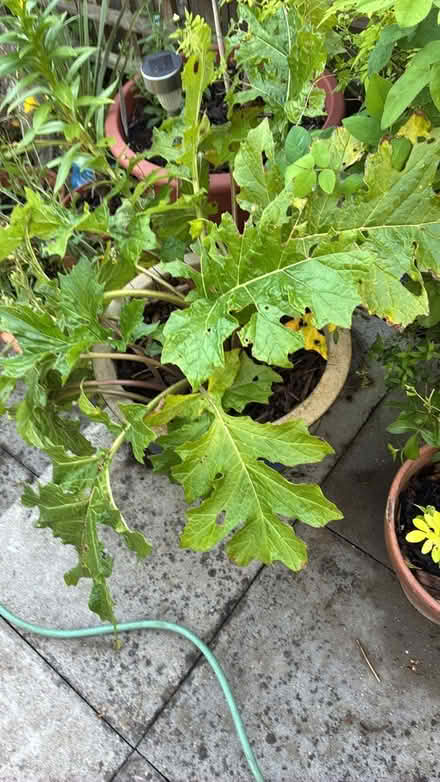 Photo of free Bear’s breeches Plant (Norwich) #3