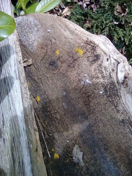 Photo of free Rustic Outdoor Table for Project (Hayling Island PO11) #3