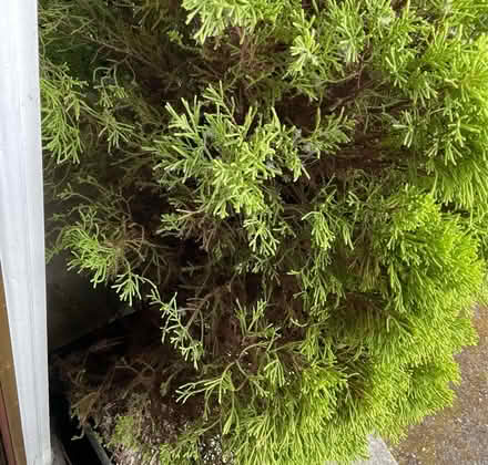 Photo of free Conifer pot grown. M/head River Area. (Maidenhead SL6) #3