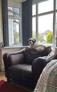 Photo of free Brown Leather chair on offer (Sharmans Cross B90) #1