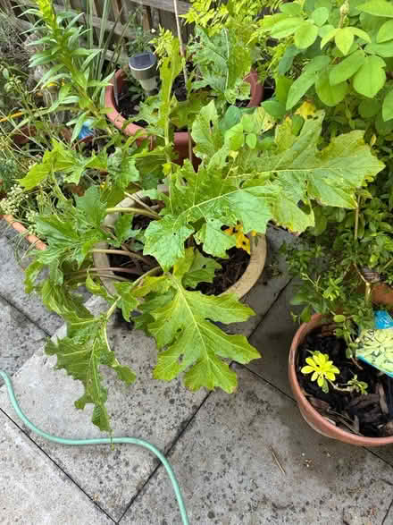 Photo of free Bear’s breeches Plant (Norwich) #2