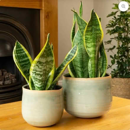Photo of Snake plants (SE17) #1