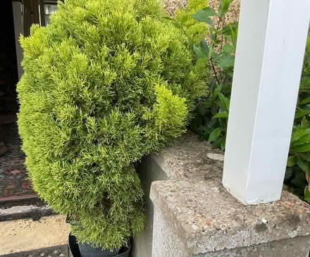 Photo of free Conifer pot grown. M/head River Area. (Maidenhead SL6) #2