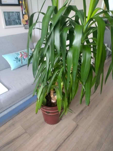 Photo of free Indoor plant and ceramic pot (Killiney) #1