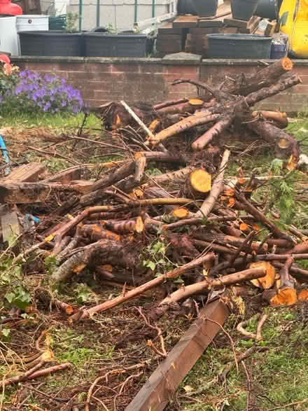Photo of free Wood logs (DE231HG) #1