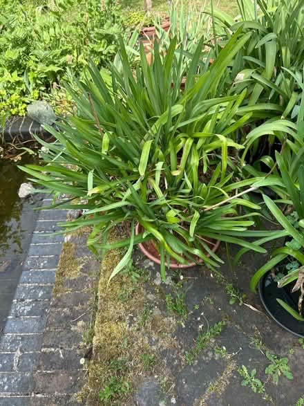 Photo of free Large Agapanthus Plan (The Folders Lane Estate RH15) #1