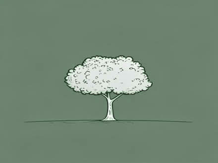Photo of free Small Ash tree (Hest Bank LA2) #1
