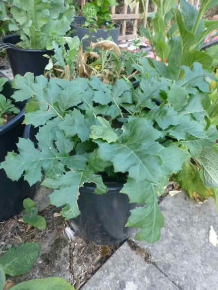 Photo of free Acanthus plant (North Tonbridge.) #1