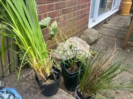 Photo of free Pond plants (Stanway, CO3) #1