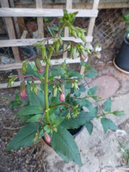 Photo of free Phygelius Plant (North Tonbridge.) #1