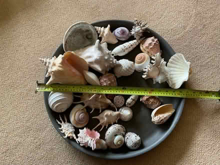 Photo of free Large ornamental shells (ST15, Stone ST15) #1