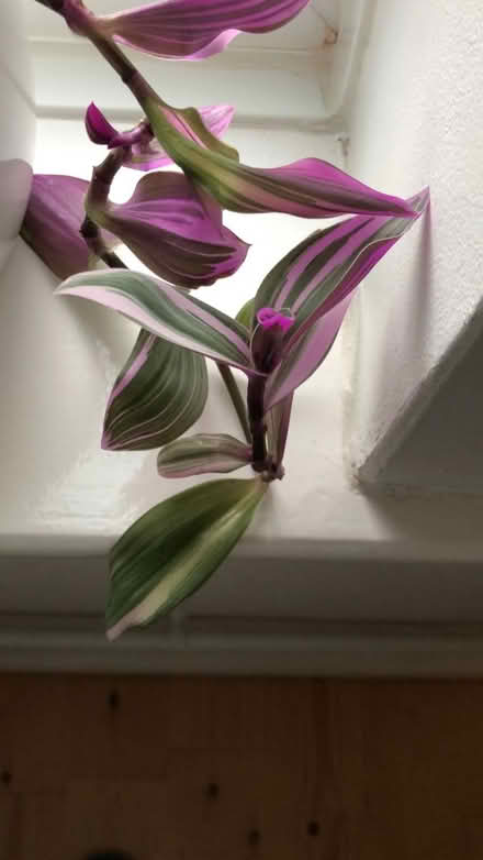 Photo of free Plant cutting (Etwall) #1