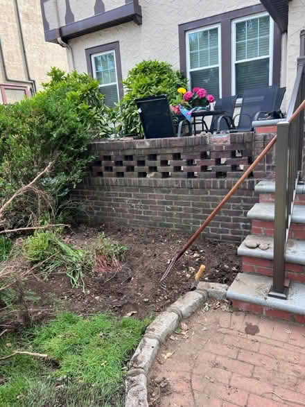 Photo of free Pine Tree (West Hempstead, NY) #2