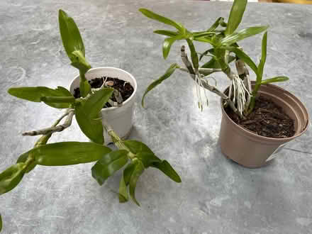 Photo of free Dendrobium orchids (Garden City OX5) #1
