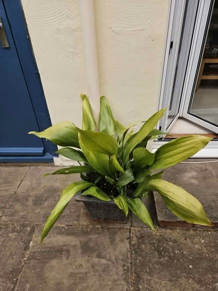 Photo of free Asphidistra (TW1 East Twickenham) #1