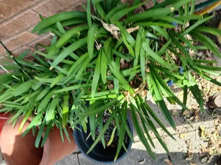 Photo of free Agapanthus plants (B61 9HP) #1