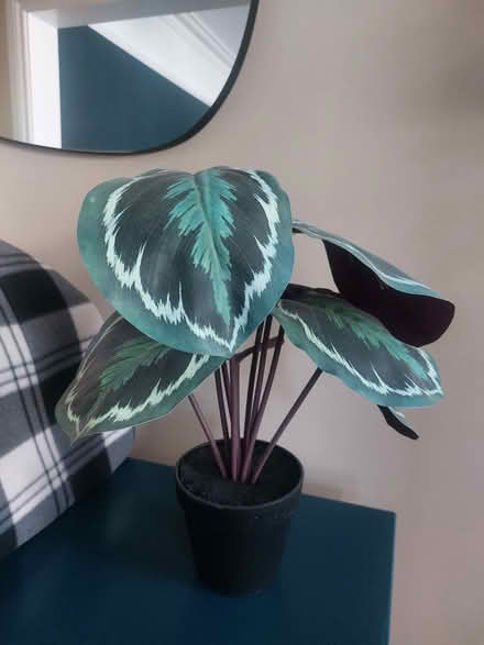 Photo of free Fake calathea plant from M&S (Southsea PO4) #2