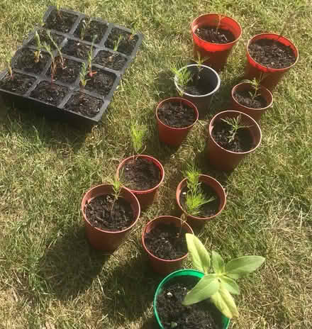 Photo of free Flower seedlings (Woodlands Av., Sidcup DA15) #1