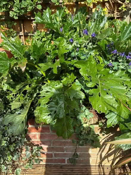 Photo of free Bear’s breeches Plant (Norwich) #1