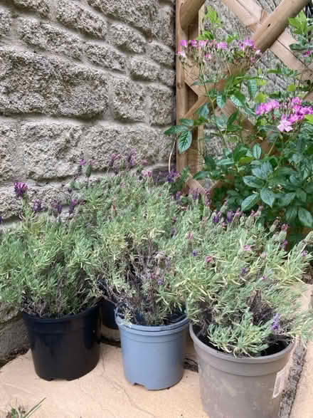 Photo of free Spanish Lavender plants (Yarnton OX5) #1