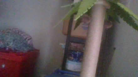 Photo of free cat scratcher tree (Bath BA2) #2