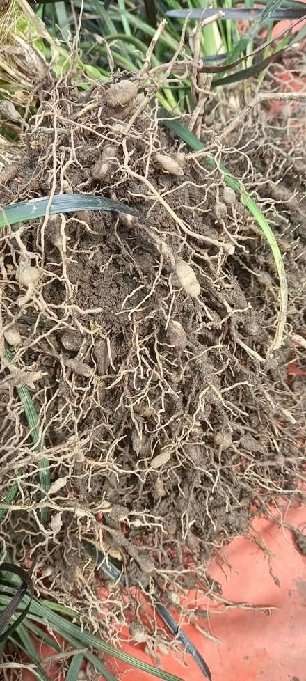Photo of free Plants "Ophiopogon planiscapus" (Gleadless S12) #3