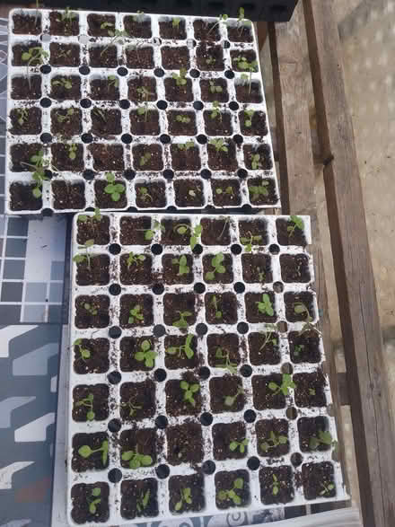 Photo of free Plug plants (Priory Village RH15) #2