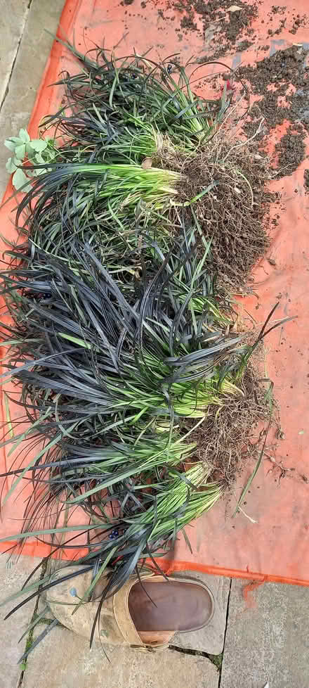 Photo of free Plants "Ophiopogon planiscapus" (Gleadless S12) #1