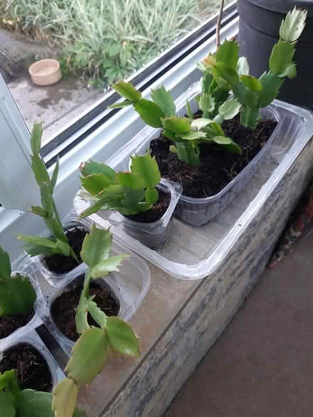 Photo of free Peach Christmas cacti (Somerton TA11) #1