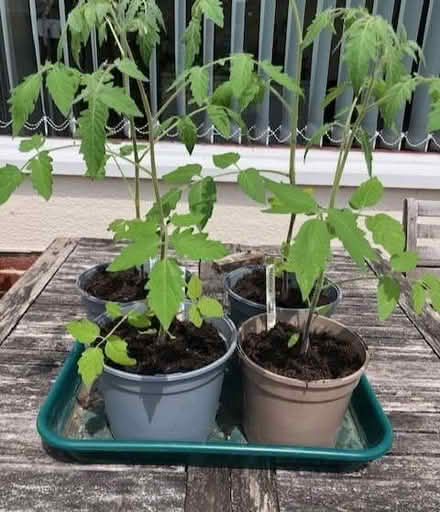 Photo of free Four tomato plants (Wheatley OX33) #1
