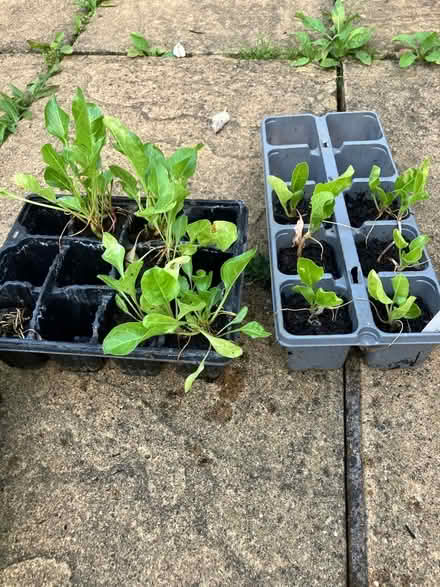 Photo of free Spinach plants/Butternut squash plants. M/head river area (Maidenhead SL6) #1