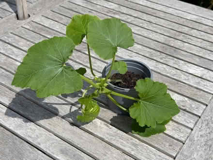 Photo of free Courgette plant (Upper Wolvercote OX2) #1