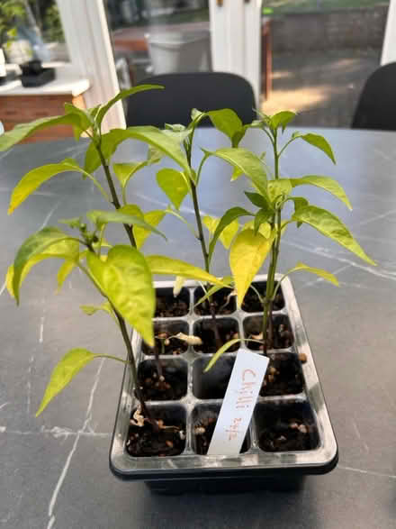 Photo of free 5 chilli plant seedlings (Woolton L25) #1