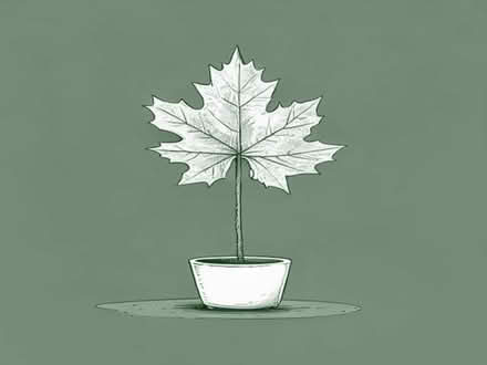 Photo of free A Maple Sycamore Sapling. (Hertford SG13) #1