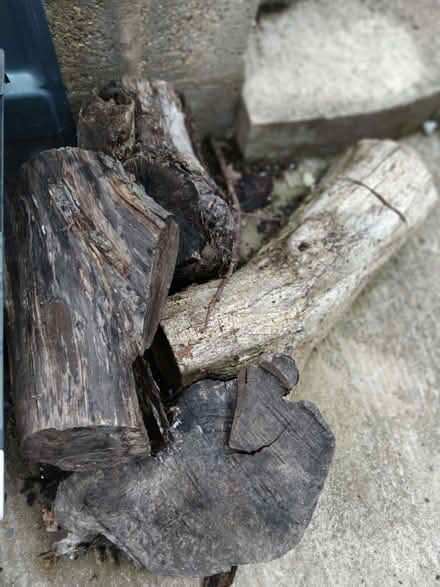 Photo of free Tree logs (Lightpill GL5) #1