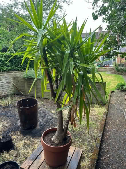 Photo of free 1.8m Yucca Plant in Pot (Westerham TN16) #1