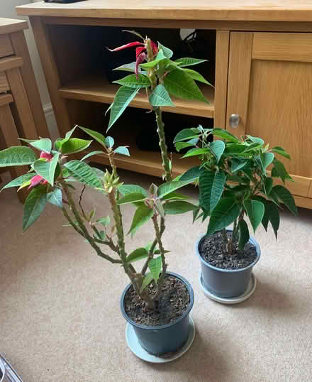 Photo of free Poinsettia Plants (Shevington Vale WN6) #1